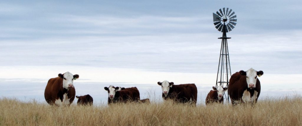 high plains observer perryton