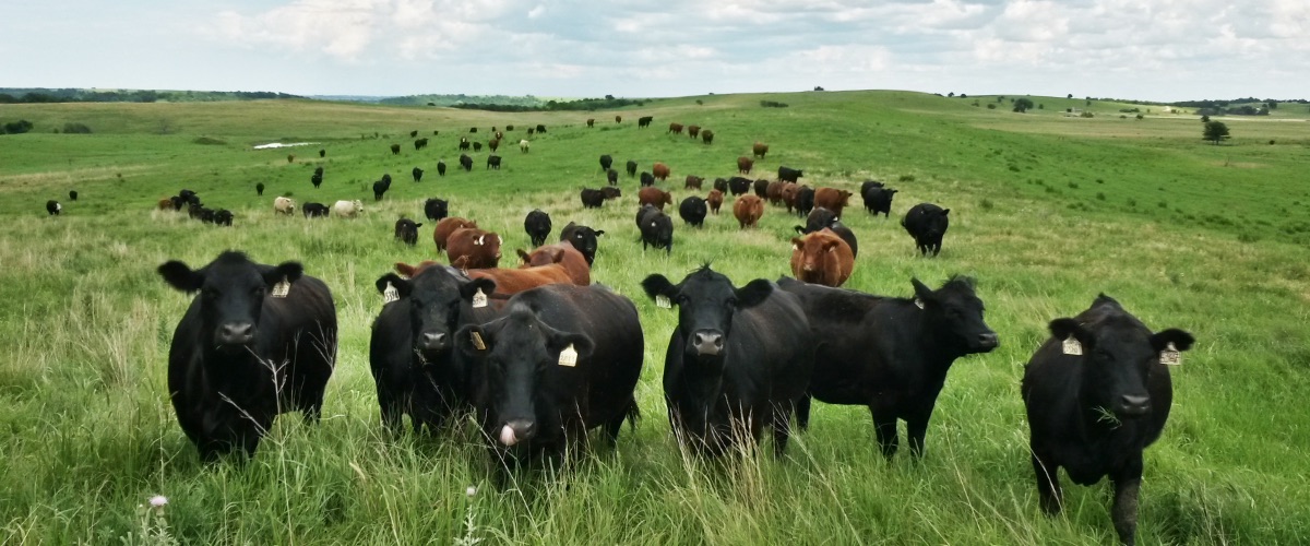 high-plains-cattlelog-bound-media-group